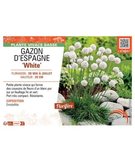 GAZON D'ESPAGNE WHITE