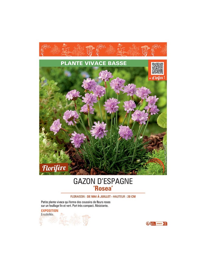 GAZON D'ESPAGNE ROSEA