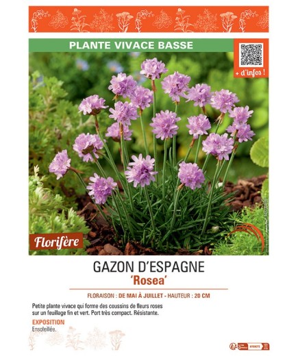 GAZON D'ESPAGNE ROSEA