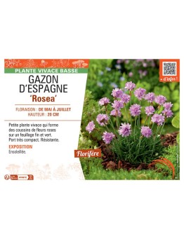 GAZON D'ESPAGNE ROSEA