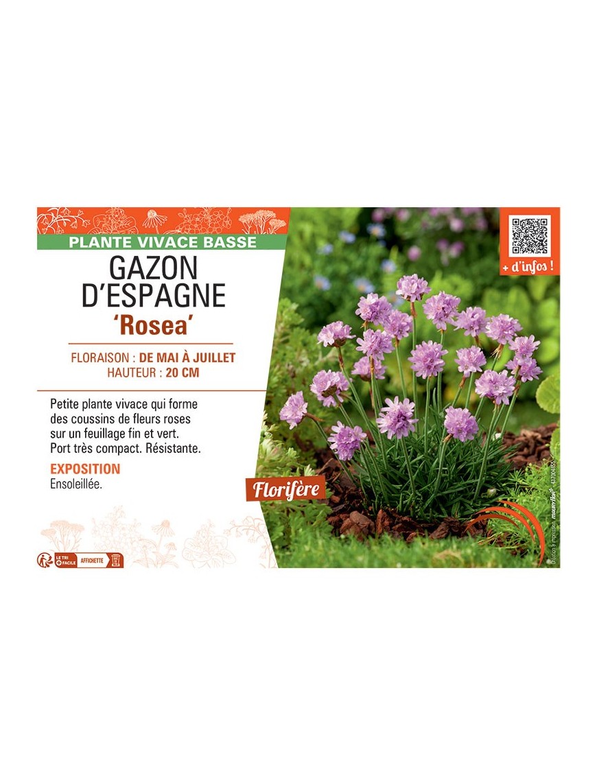 GAZON D'ESPAGNE ROSEA