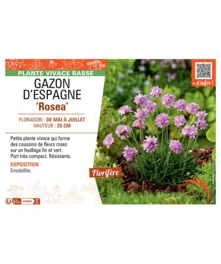GAZON D'ESPAGNE ROSEA