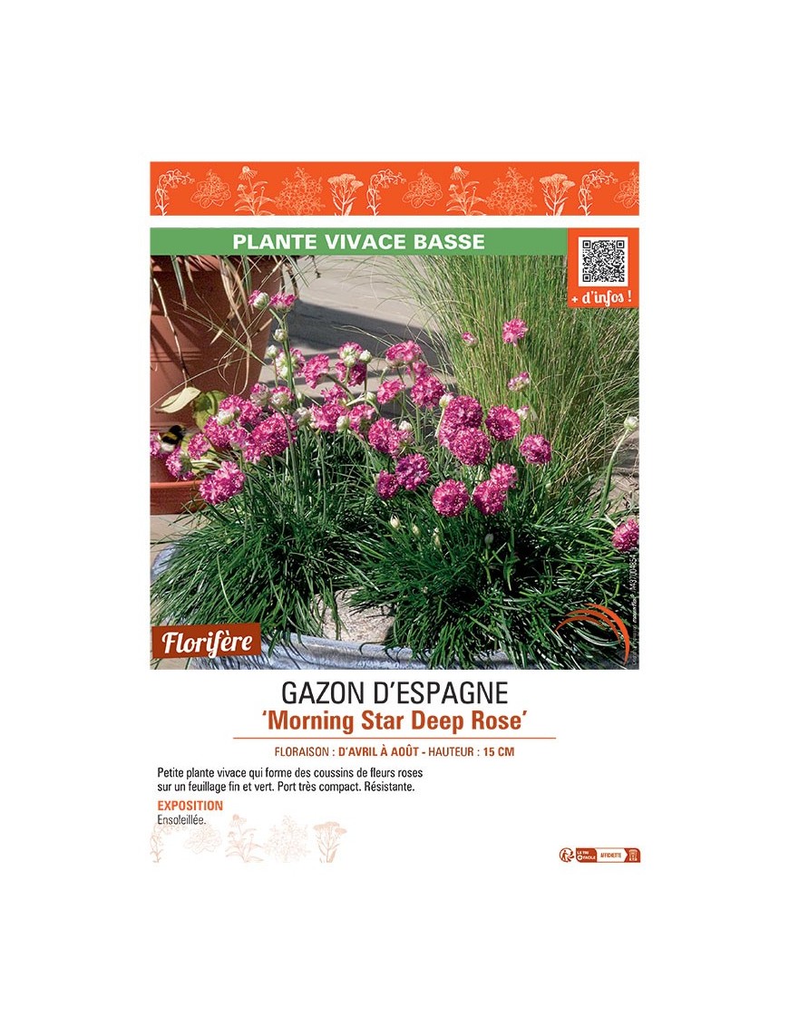 GAZON D'ESPAGNE MORNING STAR DEEP ROSE