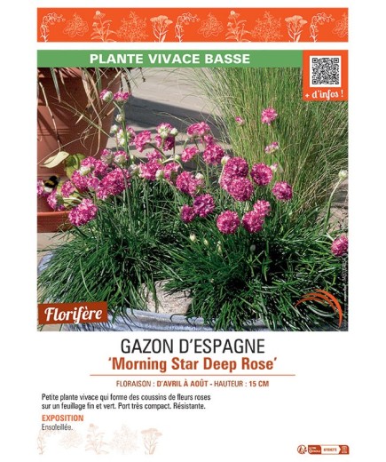 GAZON D'ESPAGNE MORNING STAR DEEP ROSE
