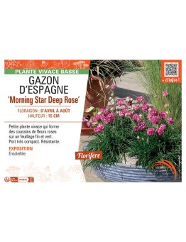 GAZON D'ESPAGNE MORNING STAR DEEP ROSE