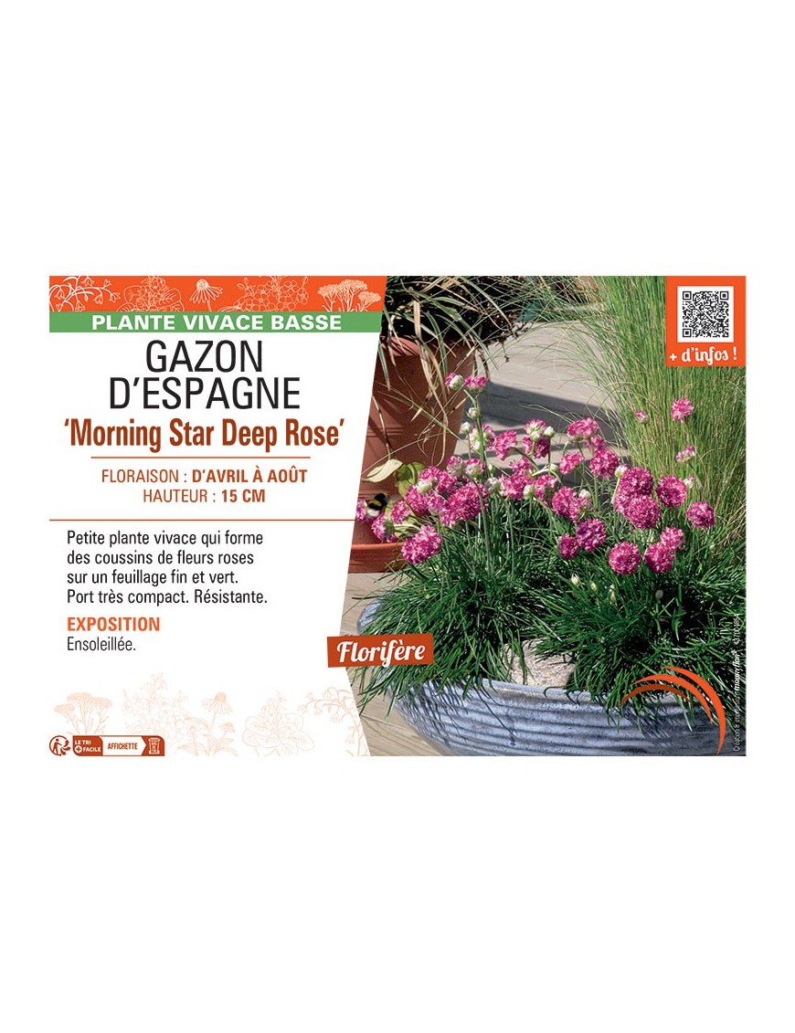 GAZON D'ESPAGNE MORNING STAR DEEP ROSE