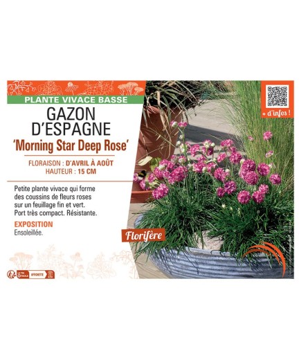 GAZON D'ESPAGNE MORNING STAR DEEP ROSE
