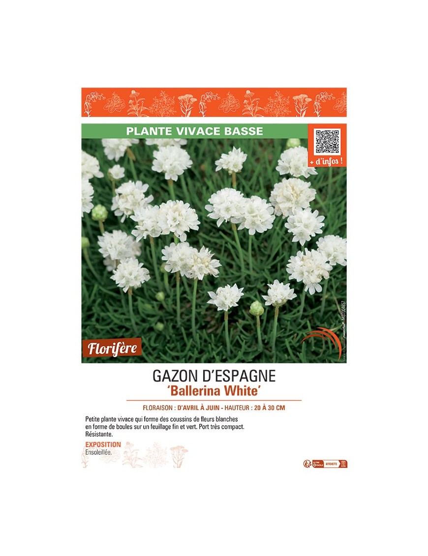 GAZON D'ESPAGNE BALLERINA WHITE