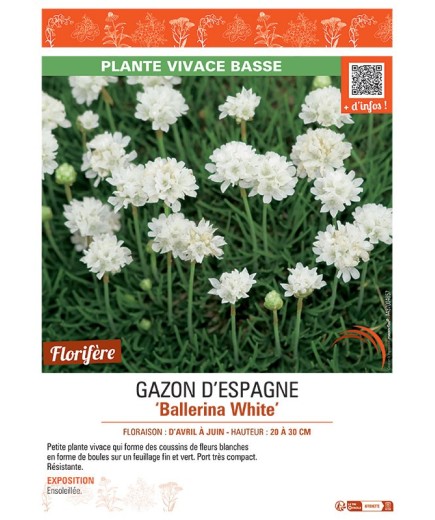 GAZON D'ESPAGNE BALLERINA WHITE