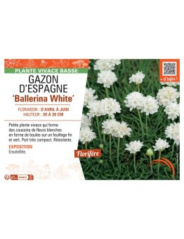 GAZON D'ESPAGNE BALLERINA WHITE