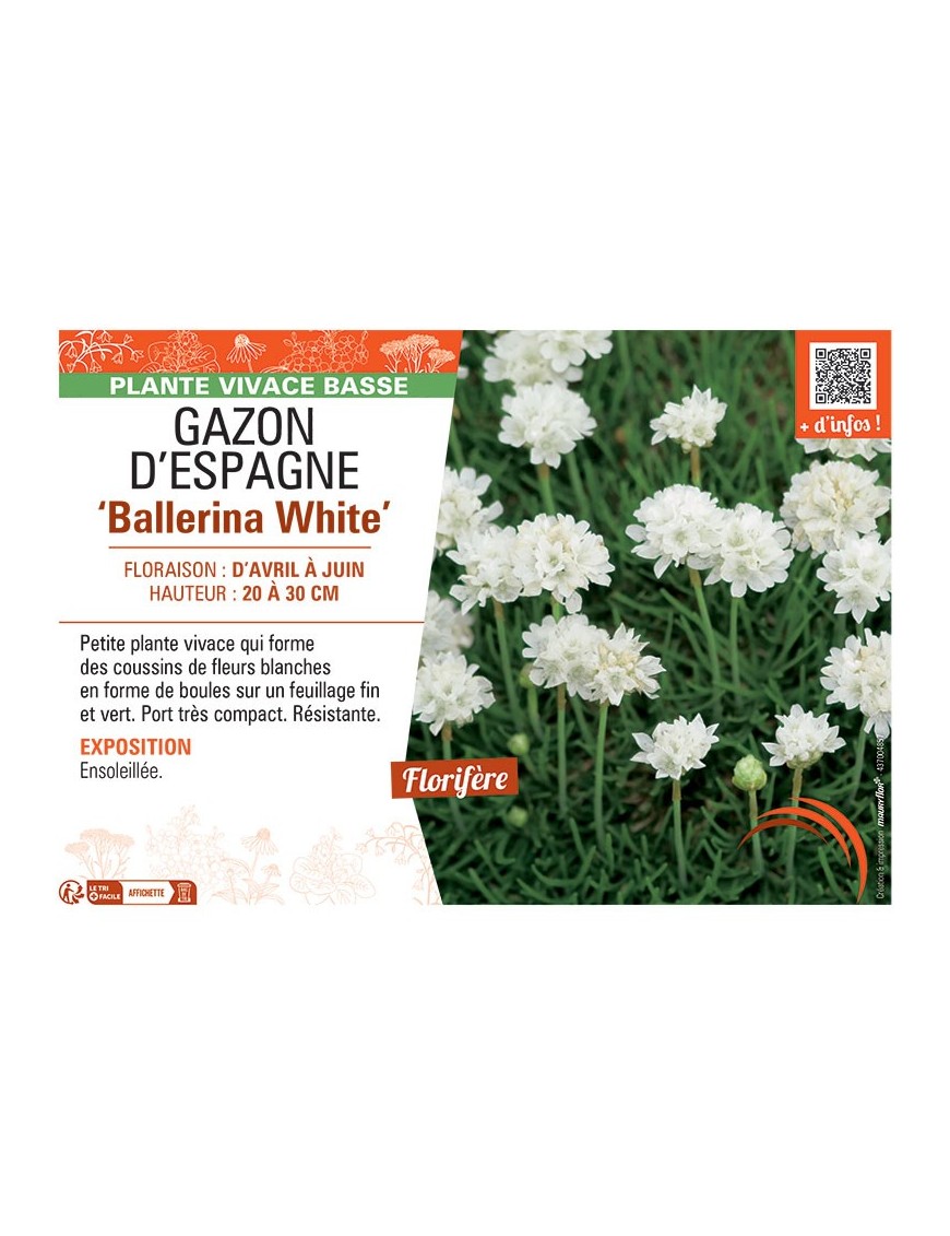 GAZON D'ESPAGNE BALLERINA WHITE