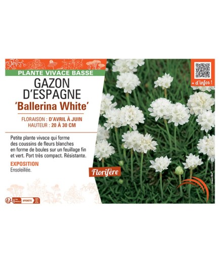 GAZON D'ESPAGNE BALLERINA WHITE