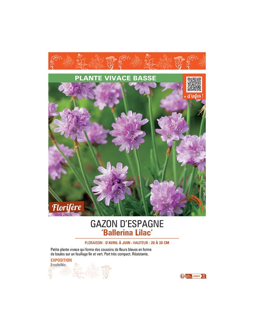 GAZON D'ESPAGNE BALLERINA LILAC