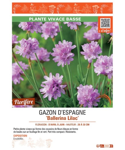 GAZON D'ESPAGNE BALLERINA LILAC