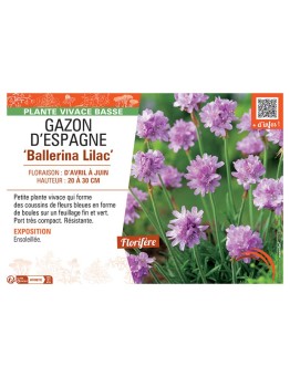 GAZON D'ESPAGNE BALLERINA LILAC
