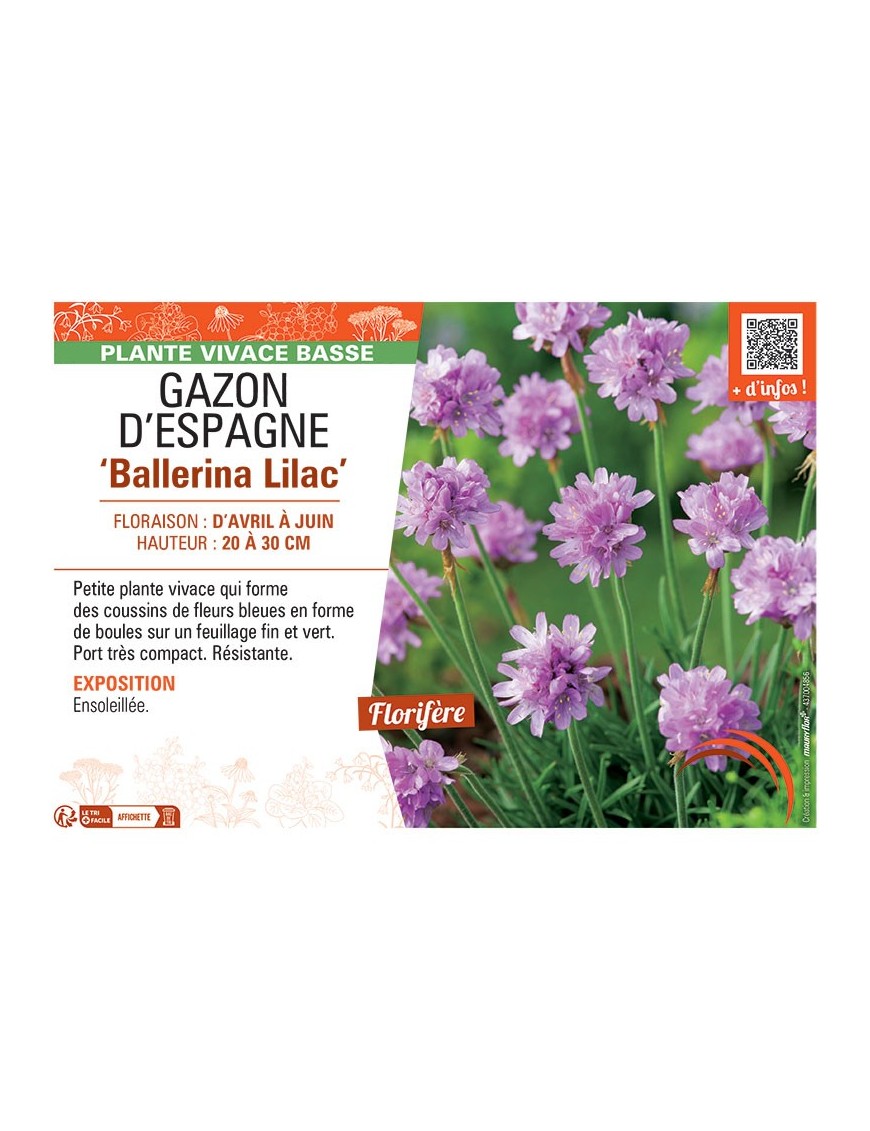GAZON D'ESPAGNE BALLERINA LILAC