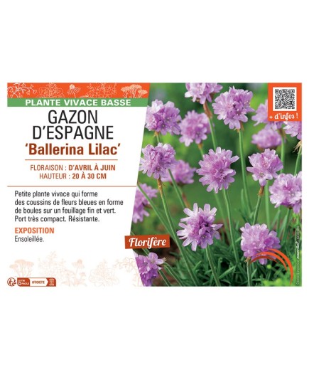GAZON D'ESPAGNE BALLERINA LILAC