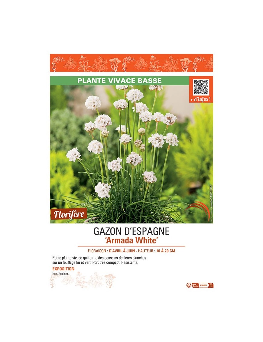 GAZON D'ESPAGNE ARMADA WHITE