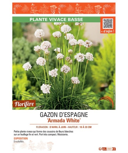 GAZON D'ESPAGNE ARMADA WHITE