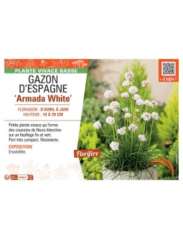 GAZON D'ESPAGNE ARMADA WHITE