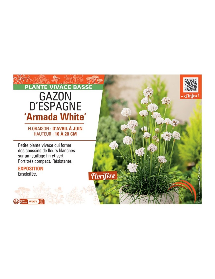 GAZON D'ESPAGNE ARMADA WHITE