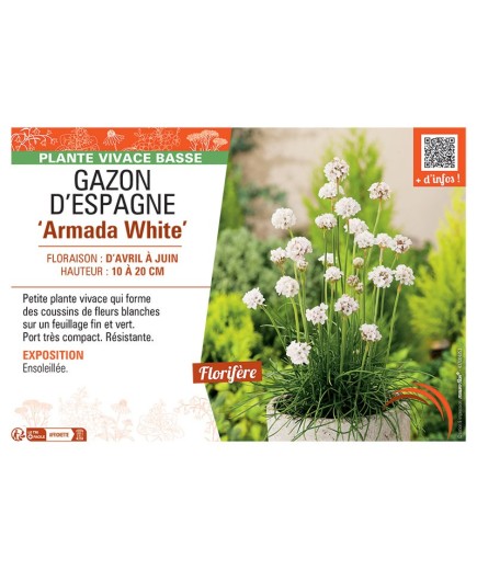 GAZON D'ESPAGNE ARMADA WHITE