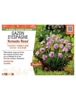GAZON D'ESPAGNE ARMADA ROSE