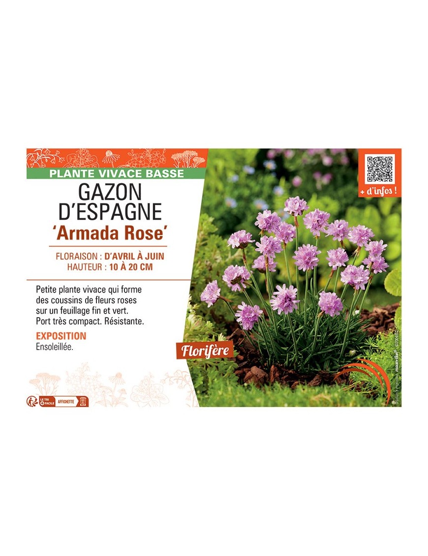 GAZON D'ESPAGNE ARMADA ROSE