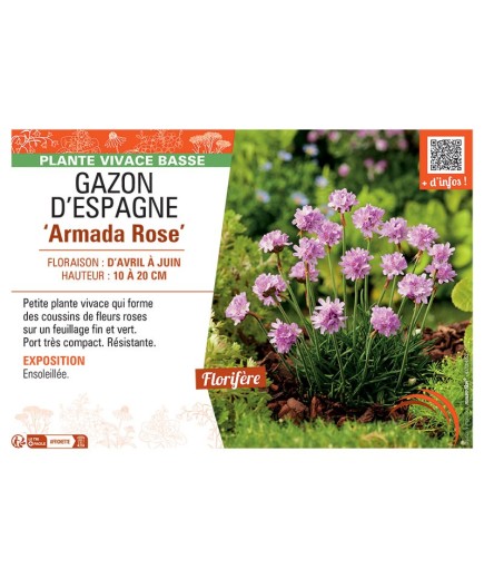 GAZON D'ESPAGNE ARMADA ROSE