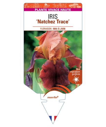 IRIS (germanica) Natchez Trace