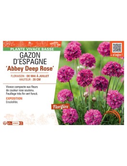 GAZON D'ESPAGNE ABBEY DEEP ROSE