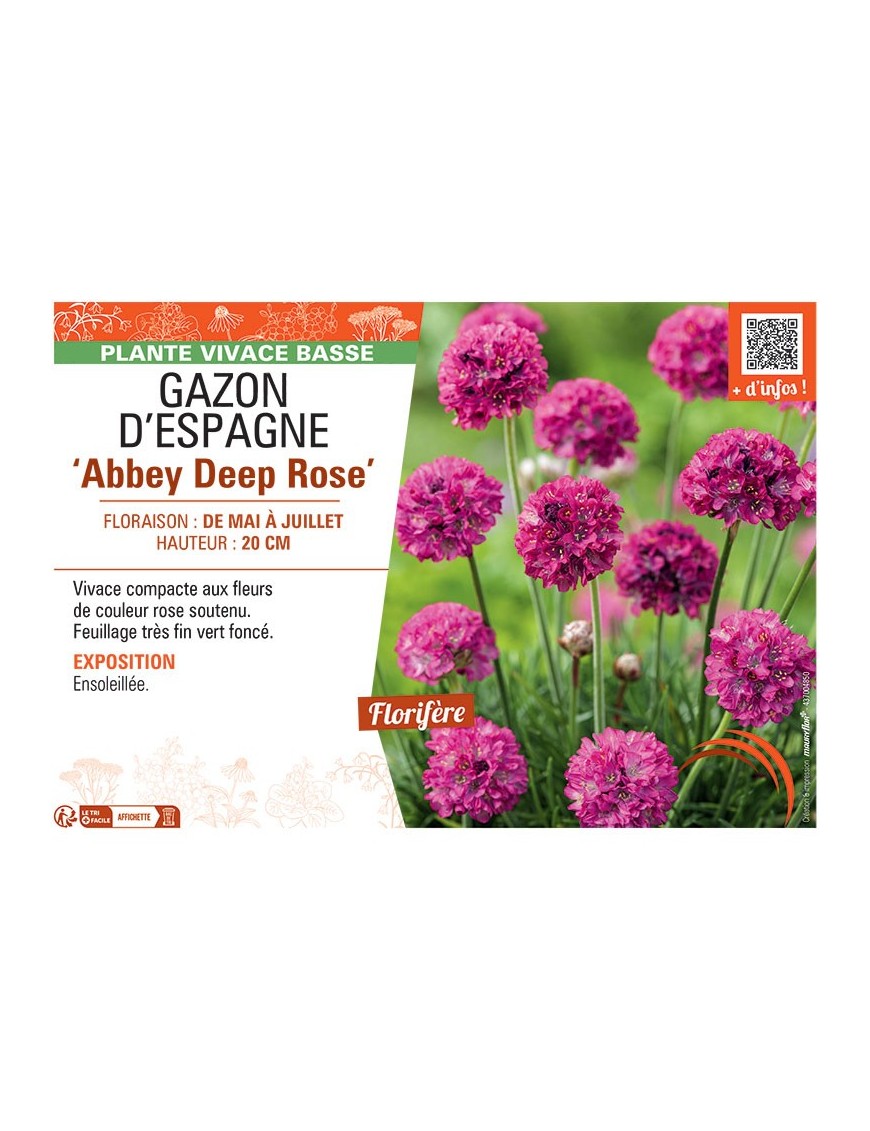GAZON D'ESPAGNE ABBEY DEEP ROSE