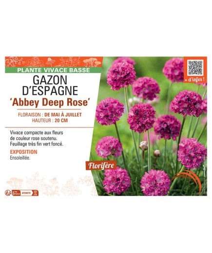 GAZON D'ESPAGNE ABBEY DEEP ROSE