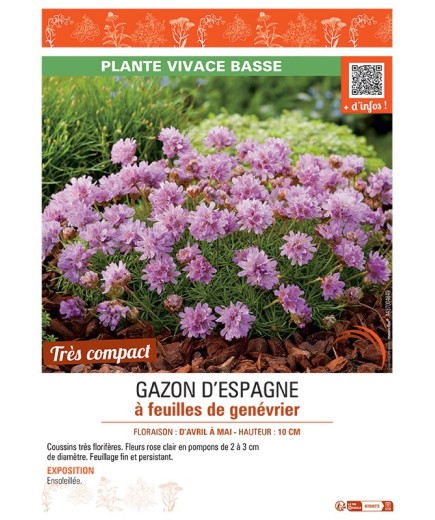 GAZON D'ESPAGNE à FEUILLES DE GENEVRIER