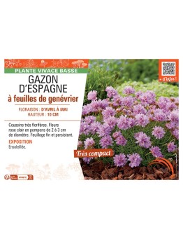 GAZON D'ESPAGNE à FEUILLES DE GENEVRIER