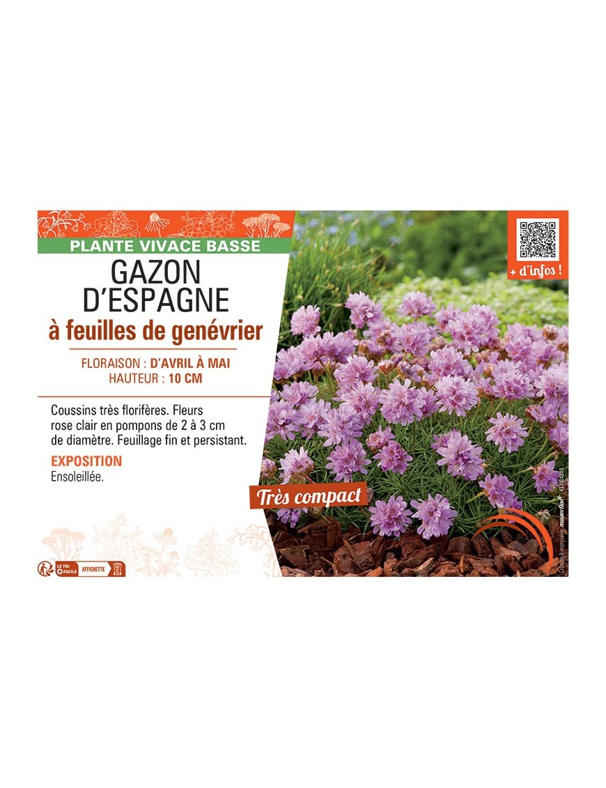 GAZON D'ESPAGNE à FEUILLES DE GENEVRIER