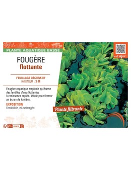 FOUGERE FLOTTANTE Salvinia natans