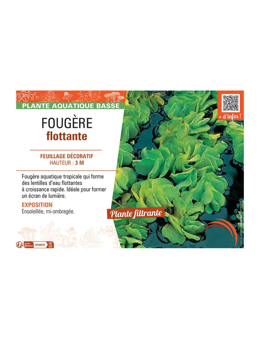 FOUGERE FLOTTANTE Salvinia natans