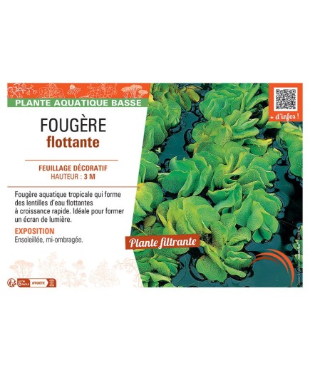 FOUGERE FLOTTANTE Salvinia natans