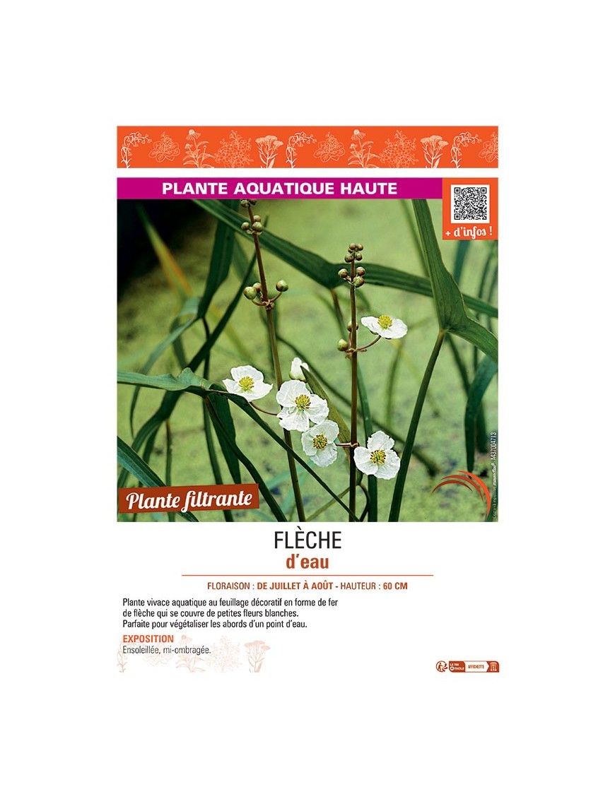 FLECHE D'EAU Sagittaria latifolia