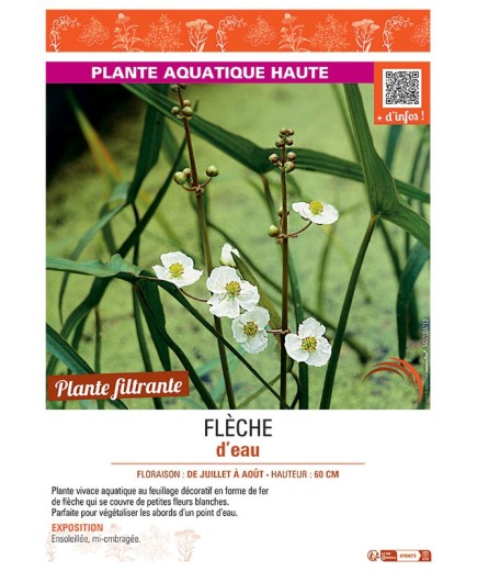 FLECHE D'EAU Sagittaria latifolia