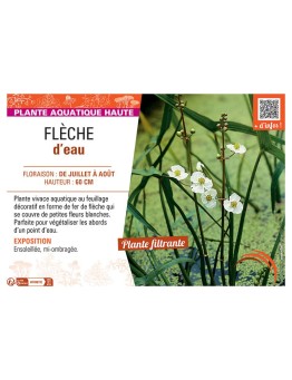 FLECHE D'EAU Sagittaria latifolia