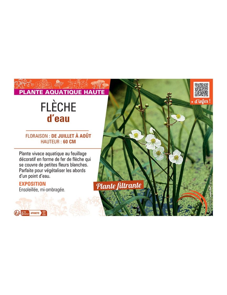 FLECHE D'EAU Sagittaria latifolia