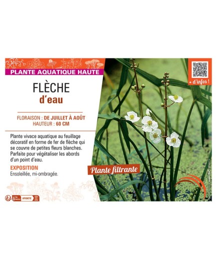 FLECHE D'EAU Sagittaria latifolia