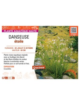 DANSEUSE ETOILE Rhynchospora colorata