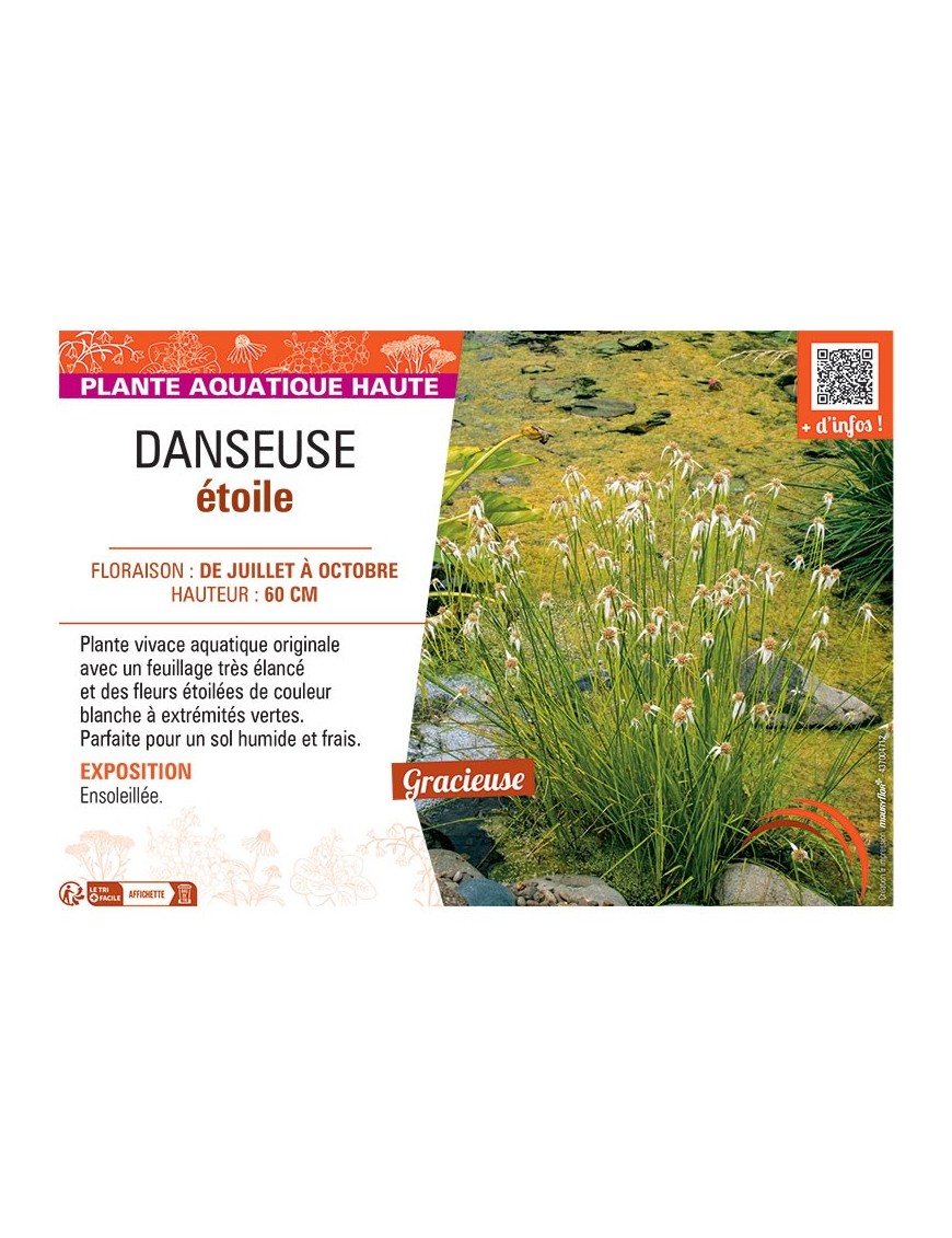DANSEUSE ETOILE Rhynchospora colorata