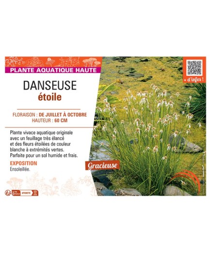 DANSEUSE ETOILE Rhynchospora colorata