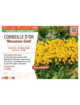 CORBEILLE D'OR MOUNTAIN GOLD