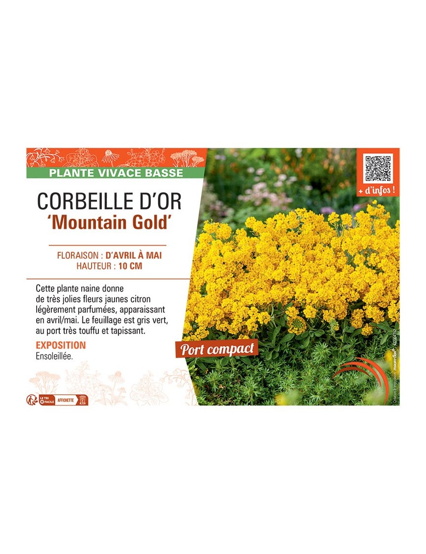 CORBEILLE D'OR MOUNTAIN GOLD