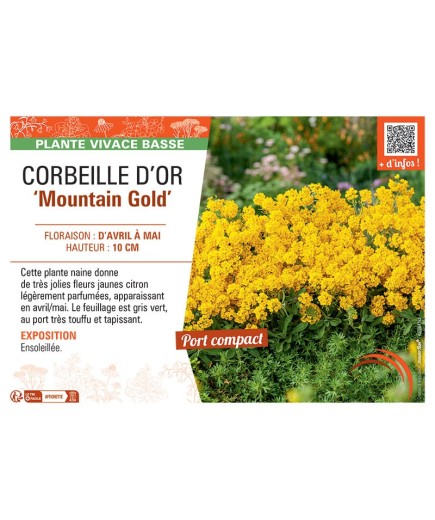 CORBEILLE D'OR MOUNTAIN GOLD